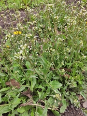 Capsella bursa-pastoris