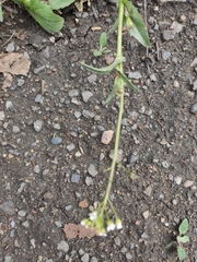 Capsella bursa-pastoris