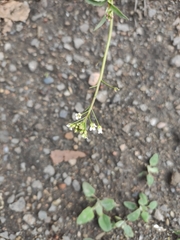 Capsella bursa-pastoris