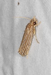 Moerarchis hypomacra