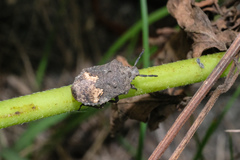 Megymenum brevicorne