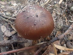 Cortinarius clelandii