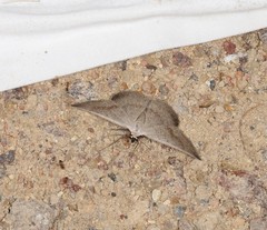 Nearcha benecristata