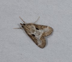 Otiophora clavifera