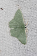 Thalassodes dorsilinea