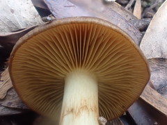 Cortinarius clelandii