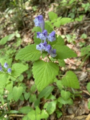 Scutellaria brachyspica