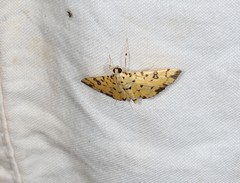 Pardomima amyntusalis