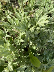 Artemisia vulgaris kamtschatica