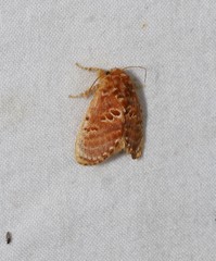 Pseudanapaea denotata