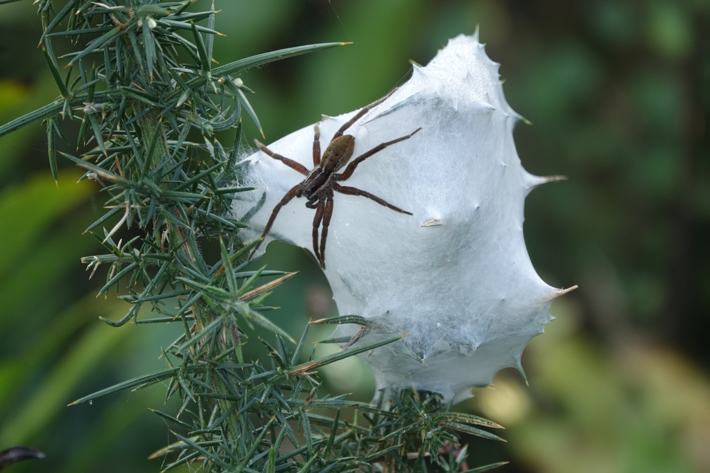 New Zealand Nursery Web Spider