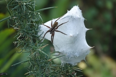 New Zealand Nursery Web Spider