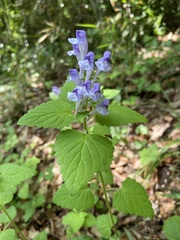 Scutellaria brachyspica