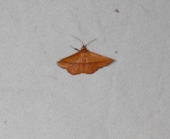 Striglina