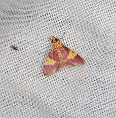 Taurometopa phoenicozona