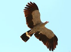 Polyboroides radiatus