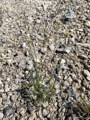 Eremogone macradenia