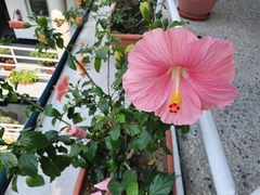 Hibiscus rosa-sinensis