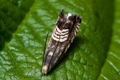 Grapholita compositella