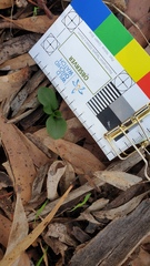 Pterostylis pedunculata