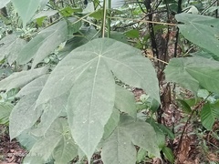 Macaranga triloba