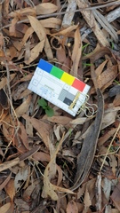 Pterostylis pedunculata