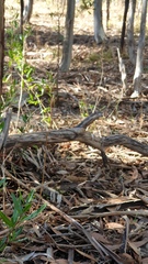 Pterostylis pedunculata