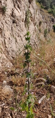 Moluccella spinosa