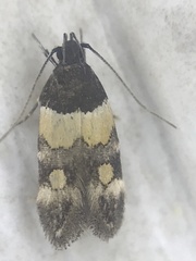 Triclonella determinatella