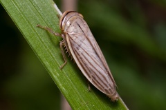 Athysanus argentarius