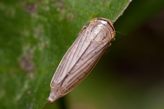 Athysanus argentarius