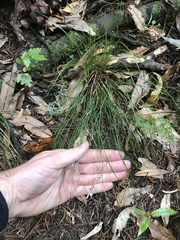 Carex filifolia
