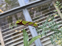 Papilio demoleus libanius