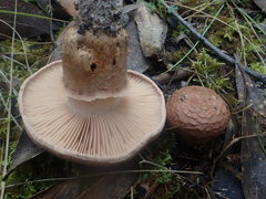 Tricholoma austrocolossus