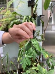 Papilio demoleus libanius