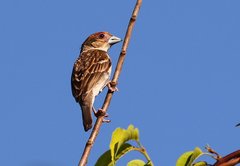 Ploceus sakalava
