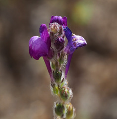 Linaria joppensis