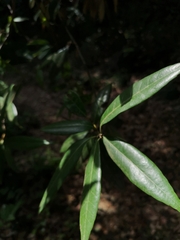 Quercus myrsinifolia