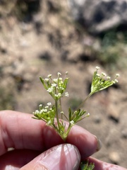 Apiastrum angustifolium