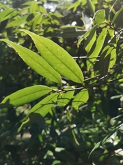 Quercus myrsinifolia
