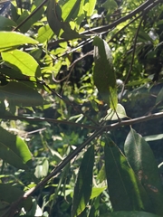 Quercus myrsinifolia