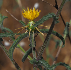 Centaurea hyalolepis
