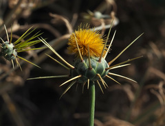 Centaurea verutum