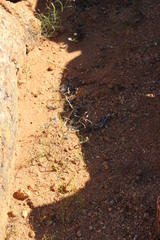 Heliophila variabilis