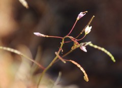 Heliophila variabilis