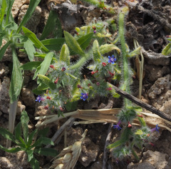 Anchusa aggregata