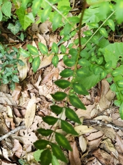 Zanthoxylum piperitum