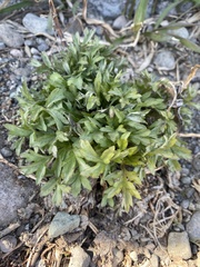 Artemisia vulgaris kamtschatica