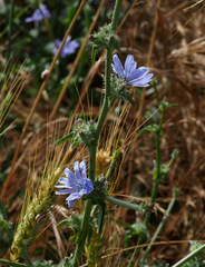 Cichorium endivia