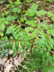 Zanthoxylum piperitum